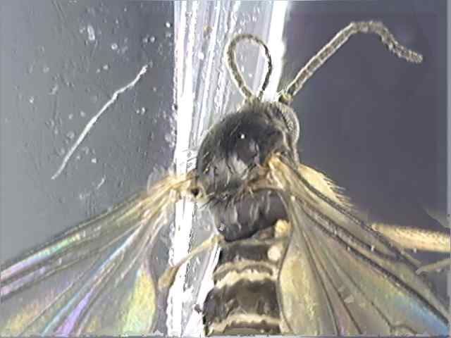 Sciaridae 1